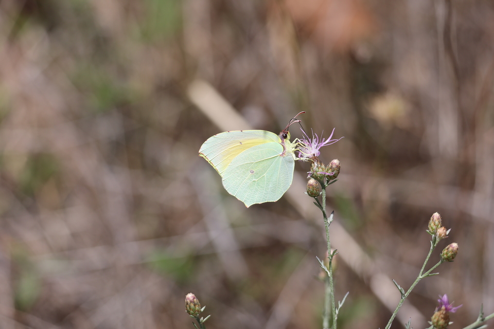 Gonepteryx cleopatra