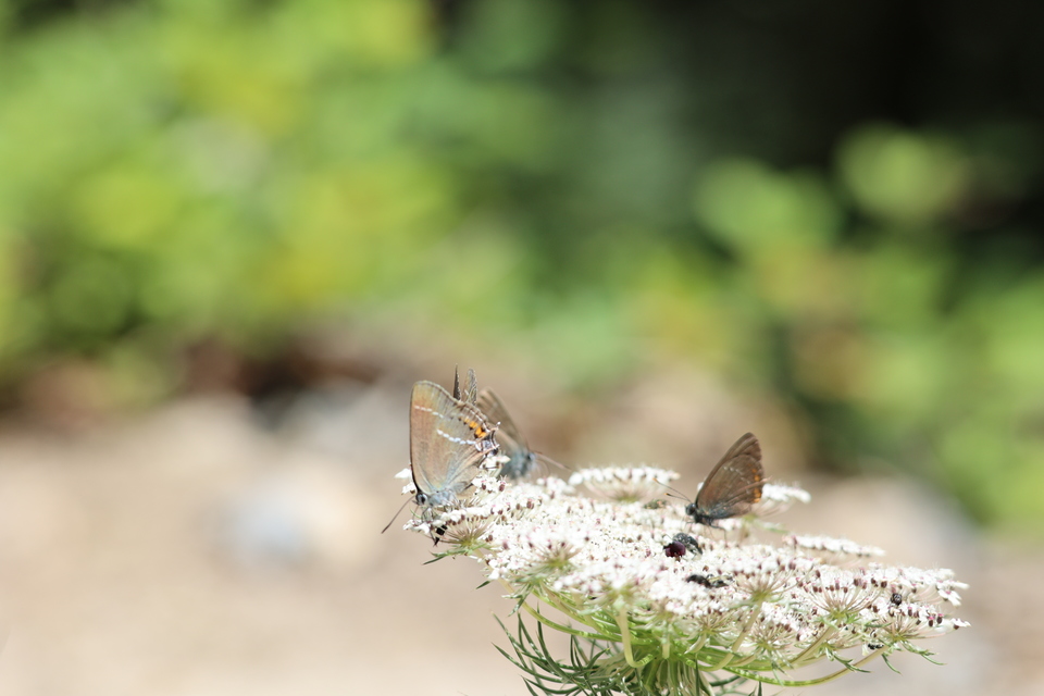 Satyrium spini - kökény-csücsköslepke