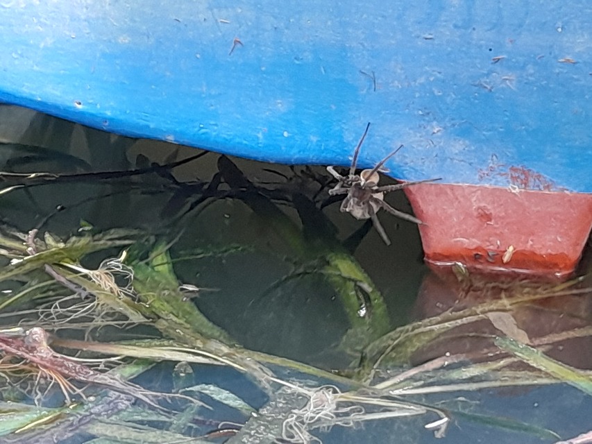 Dolomedes plantarius/fimbriatus