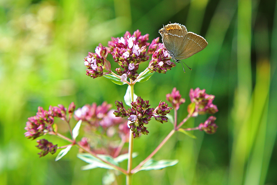 Satyrium spini - kökény-csücsköslepke