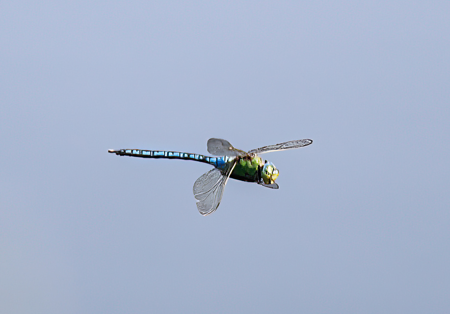 Anax imperator - zöld óriásacsa