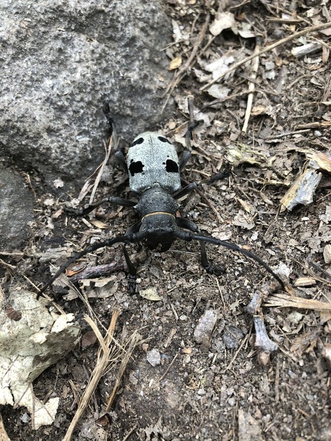 Morimus asper funereus - gyászcincér