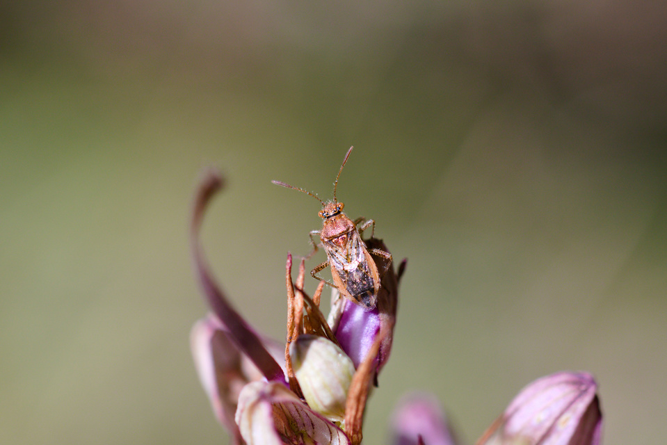 Rhopalus parumpunctatus - közönséges üvegszárnyú-poloska