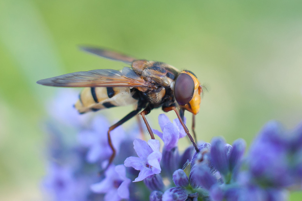 Volucella inanis - háromöves pihelégy
