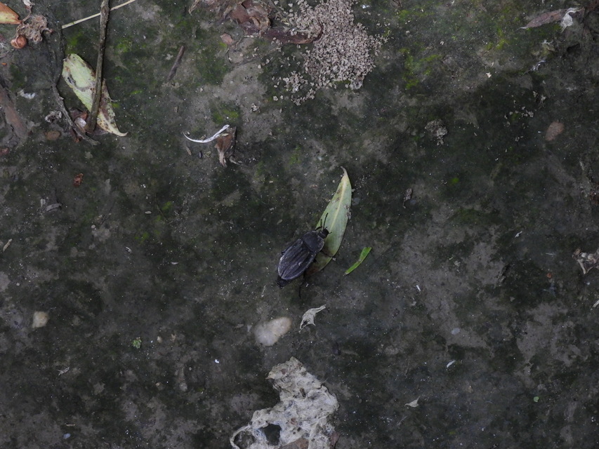 Silpha carinata - karimás dögbogár