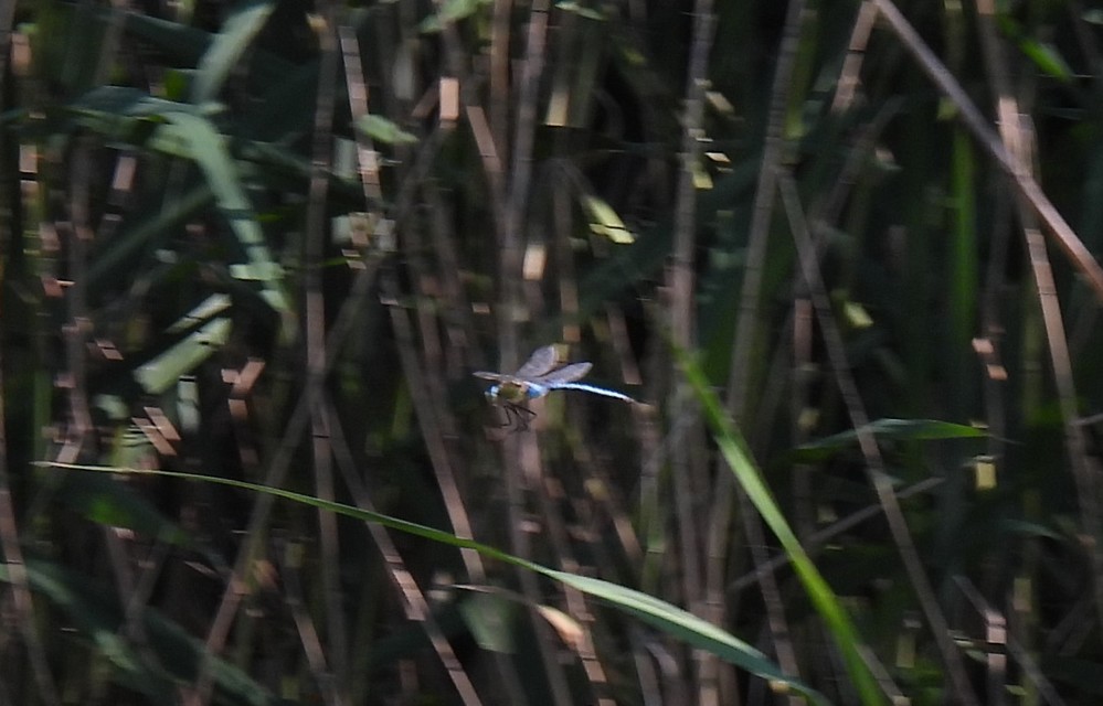 Anax imperator - zöld óriásacsa