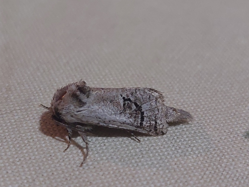 Parahypopta caestrum - spárgalepke