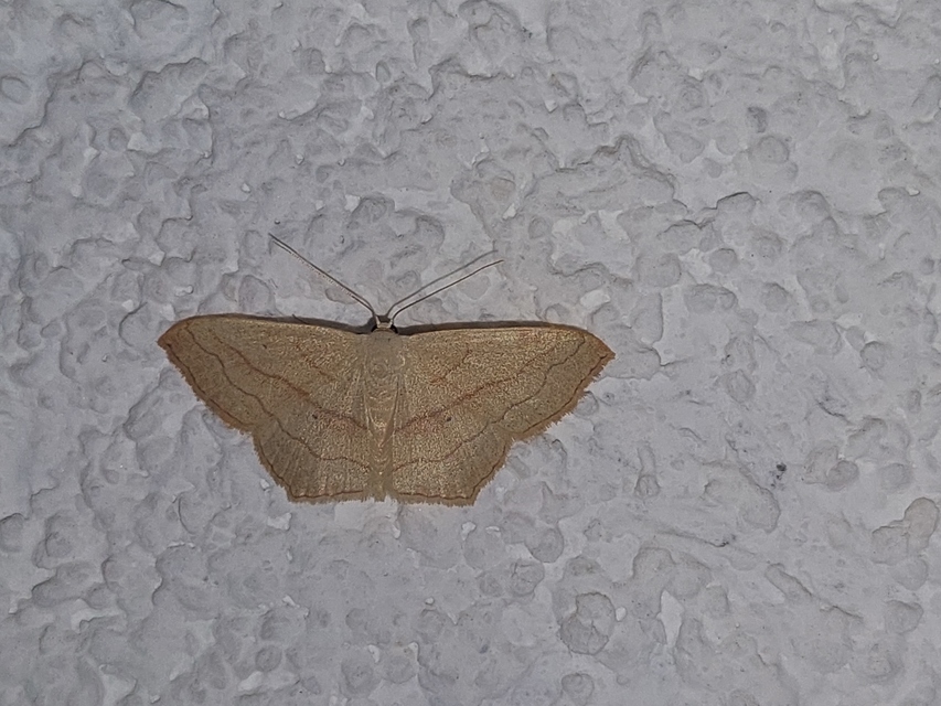 Scopula imitaria
