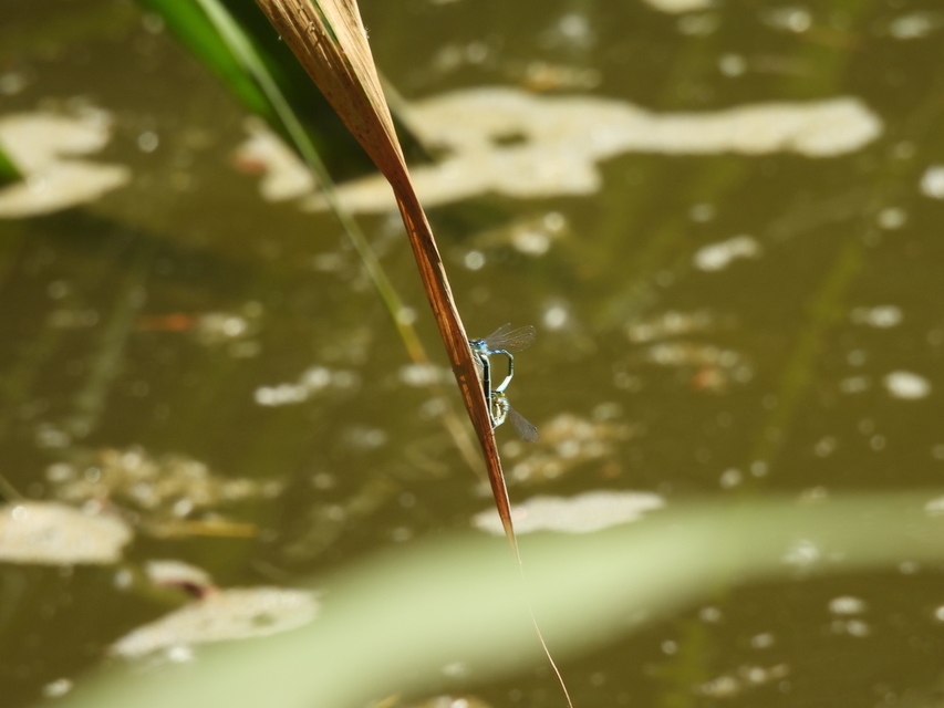 Coenagrion scitulum - mediterrán légivadász