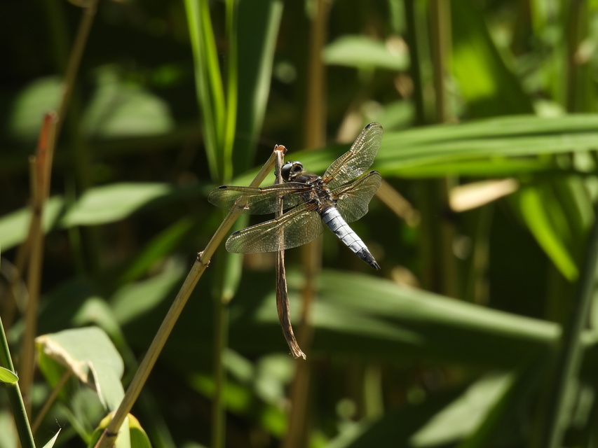 Libellula fulva - kisfoltos laposacsa