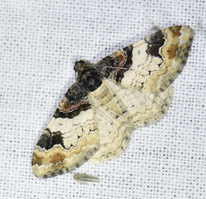Catarhoe cuculata - csuklyás tarkaaraszoló