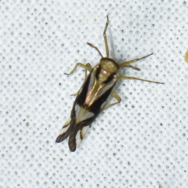 Delphax crassicornis