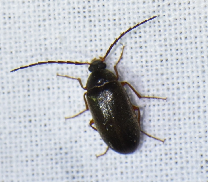 Hymenalia rufipes - rőtlábú alkonybogár