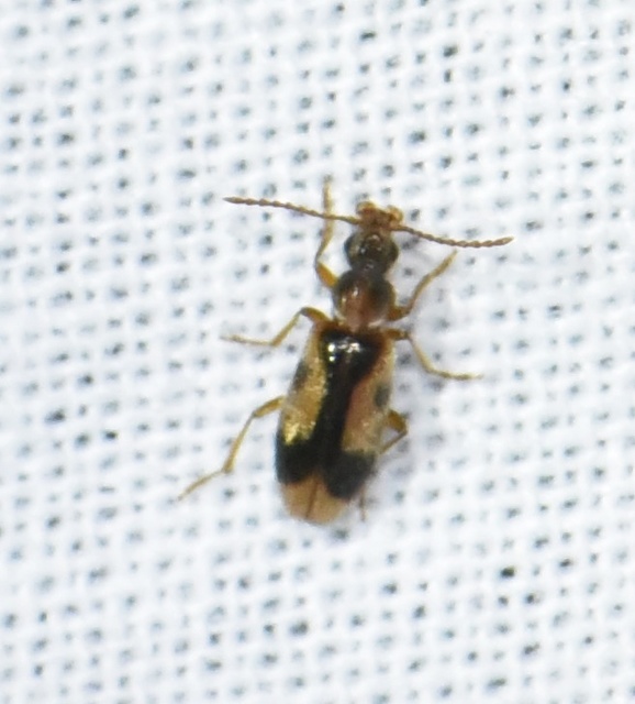 Notoxus monoceros - sárgahasú nyakszarvúbogár