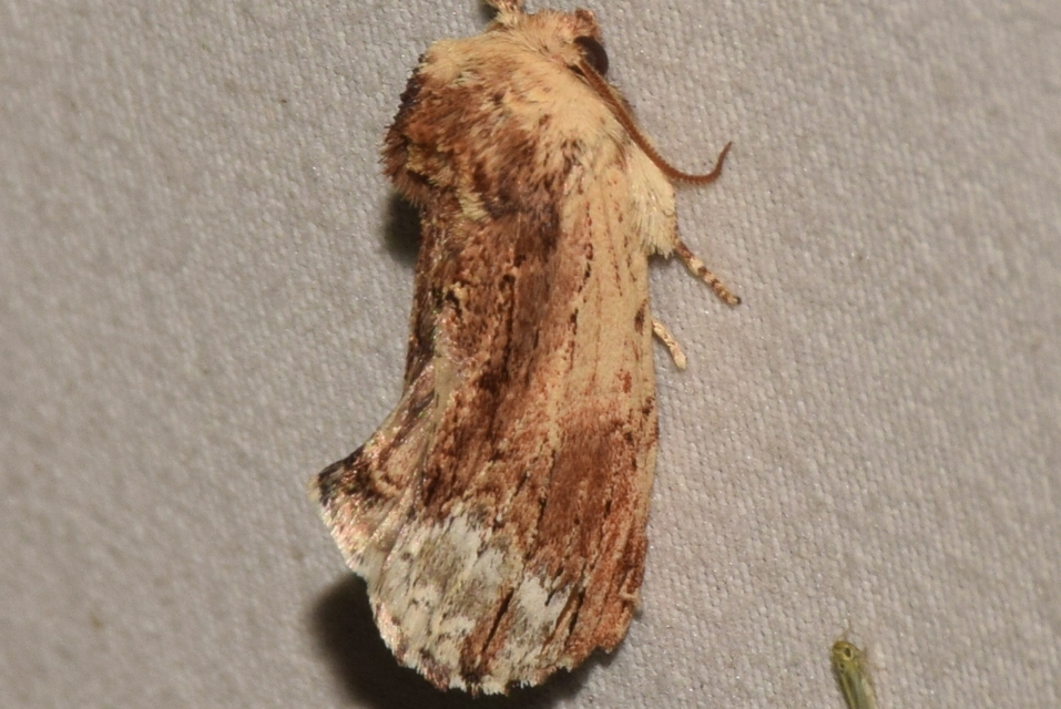 Ptilodon cucullina - csuklyás púposszövő