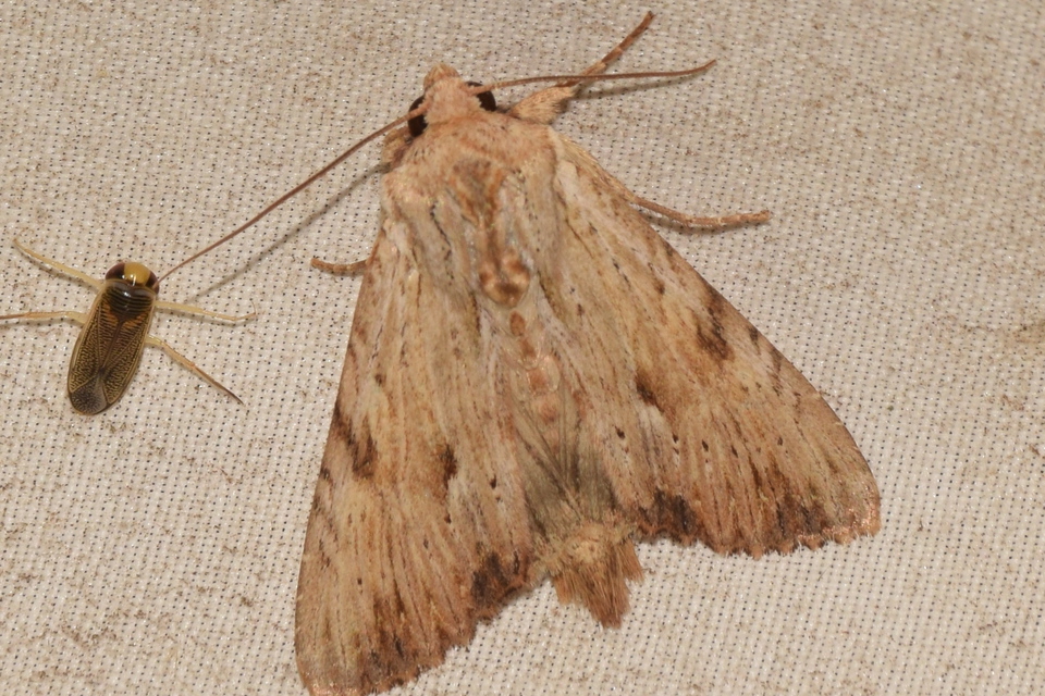 Apamea lithoxylaea - fakó dudvabagoly