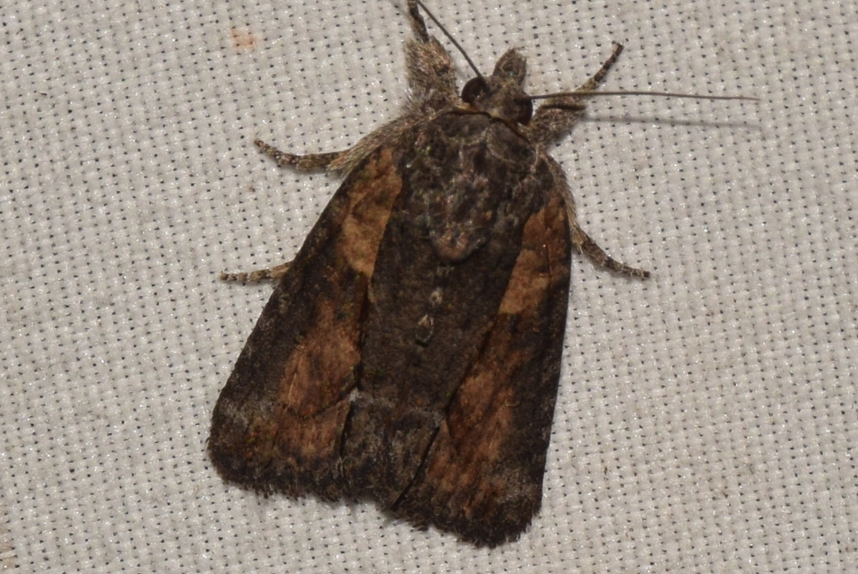 Bryophila felina - lappangó zuzmóbagoly