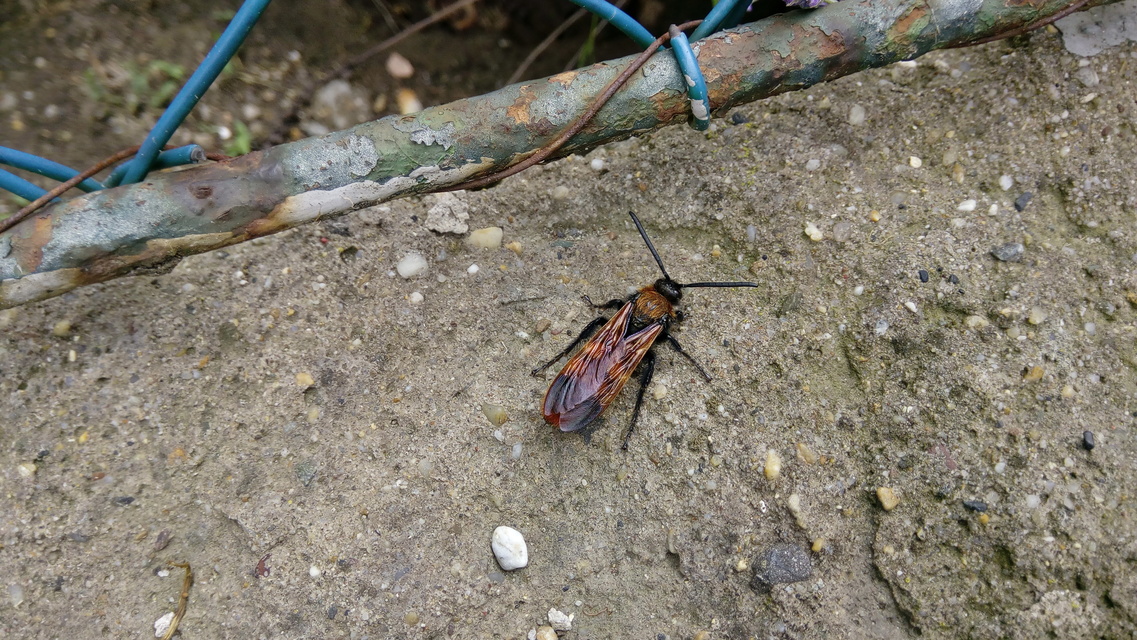 Megascolia maculata - óriás-tőrösdarázs