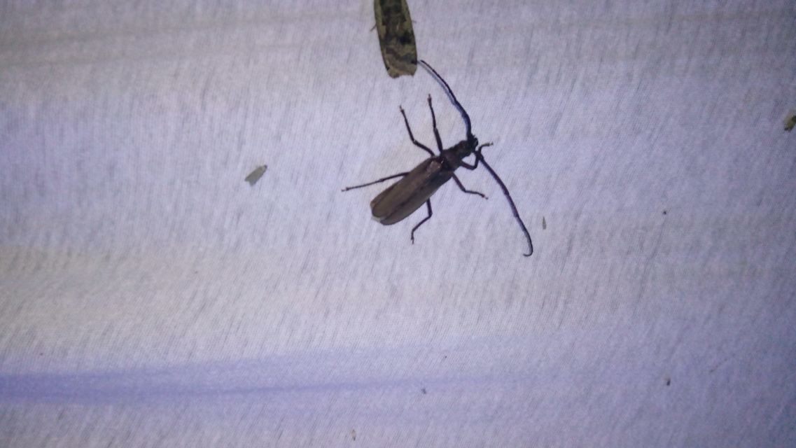 Aegosoma scabricorne - diófacincér