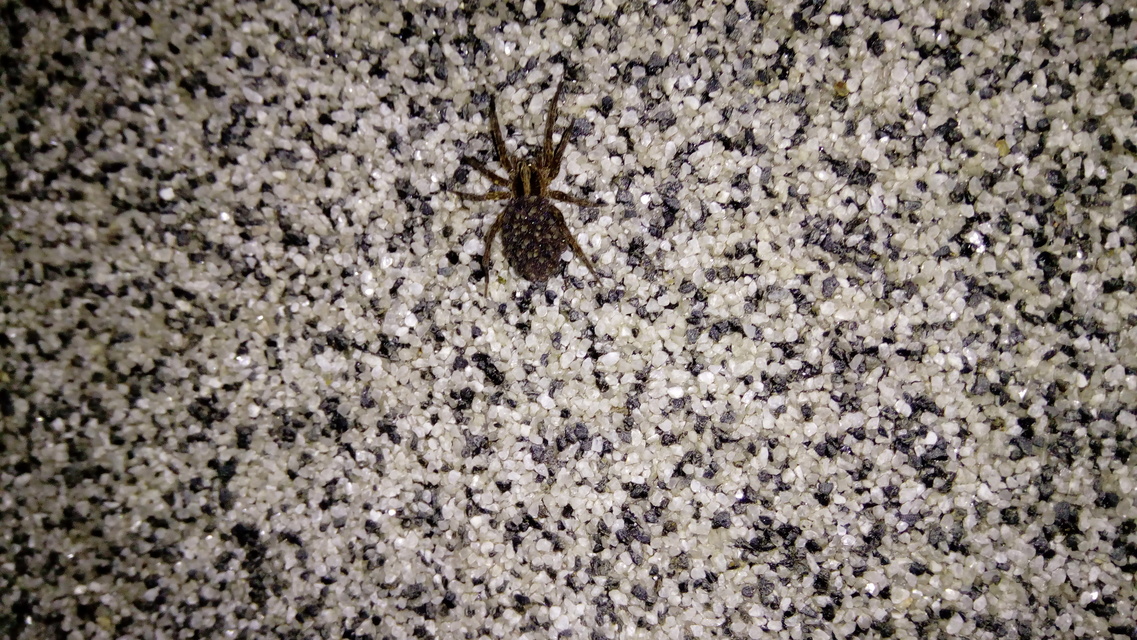 Trochosa