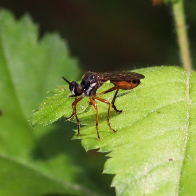 Dioctria rufipes