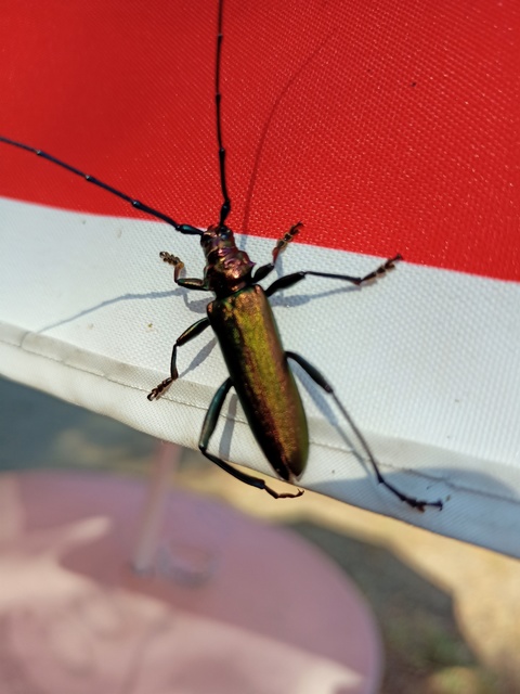 Aromia moschata - pézsmacincér