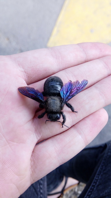 Xylocopa violacea - kék fadongó