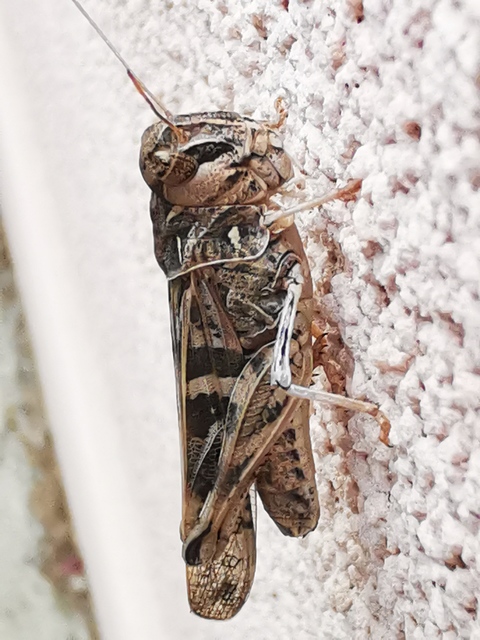 Oedaleus decorus - szalagos sáska