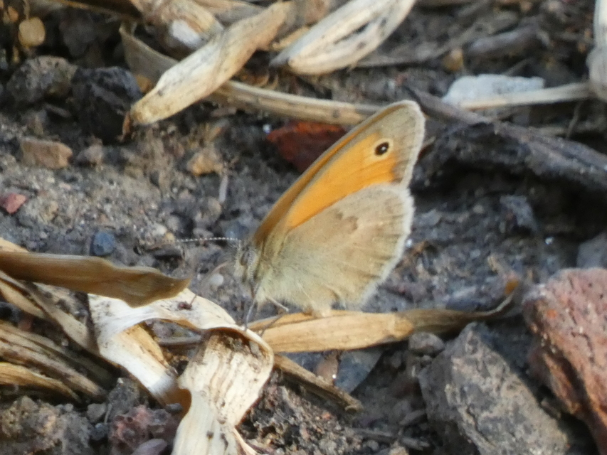 Coenonympha pamphilus - kis szénalepke
