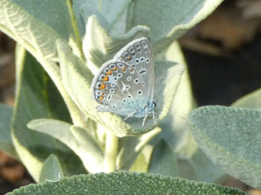 Polyommatus icarus - közönséges boglárka