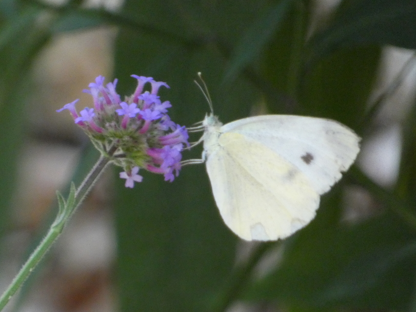 Pieris rapae - répalepke