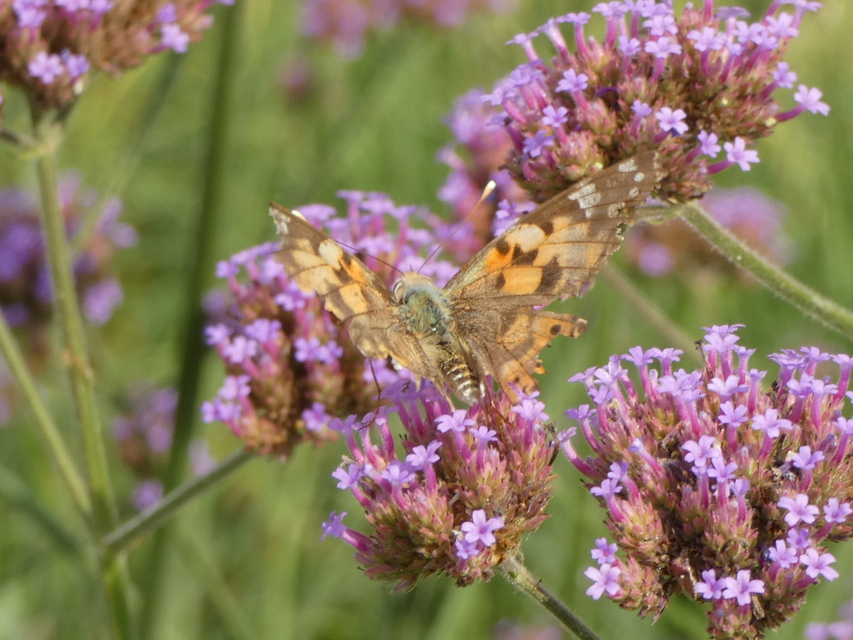 Vanessa cardui - bogáncslepke