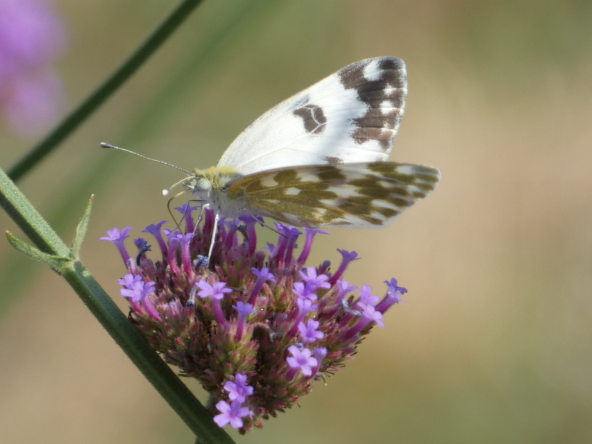 Pontia edusa - rezedalepke