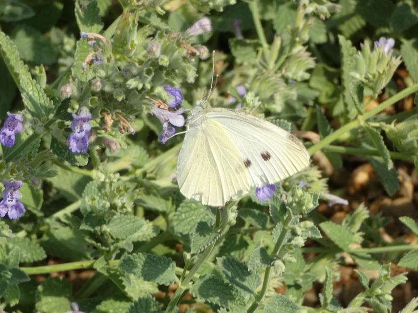 Pieris rapae - répalepke