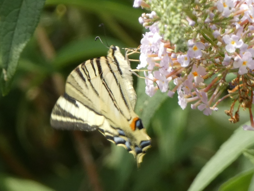 Iphiclides podalirius - kardoslepke