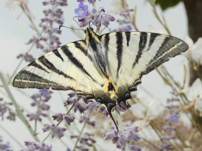 Iphiclides podalirius - kardoslepke