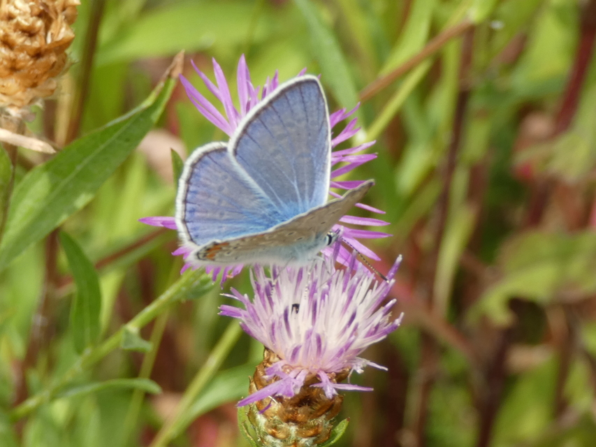 Polyommatus icarus - közönséges boglárka