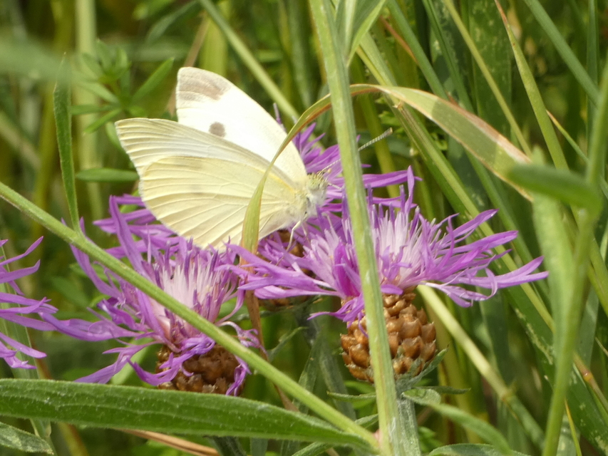 Pieris rapae - répalepke
