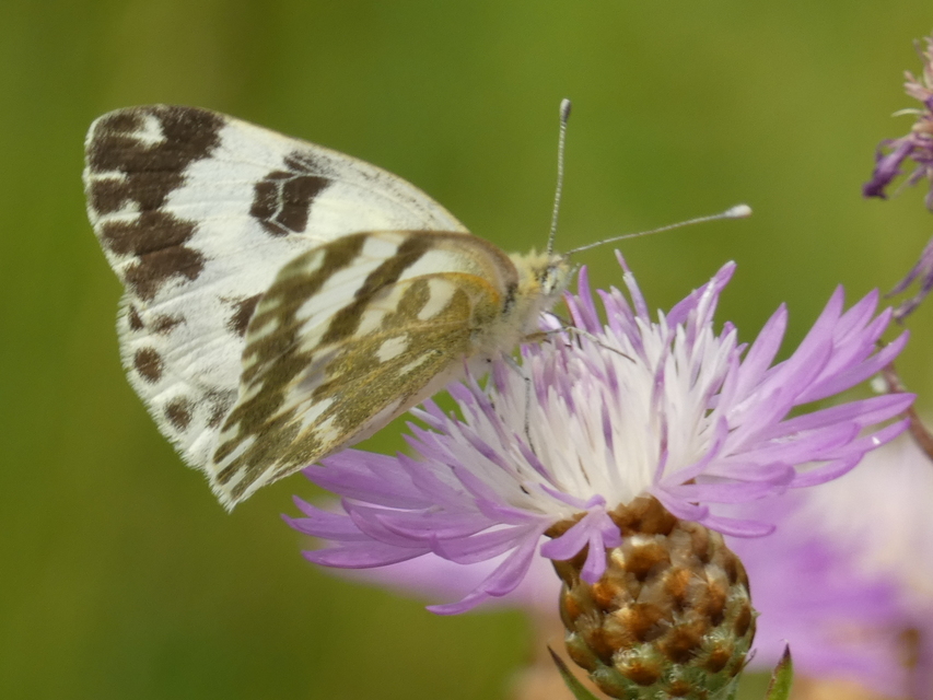 Pontia edusa - rezedalepke
