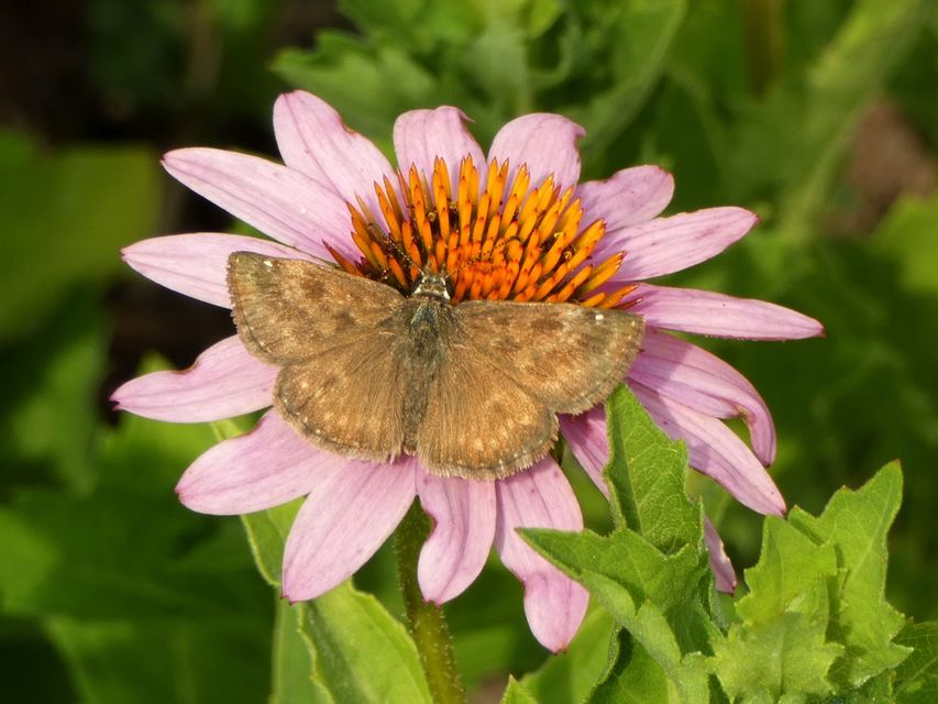 Erynnis tages - cigánylepke