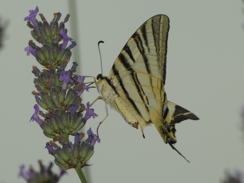 Iphiclides podalirius - kardoslepke