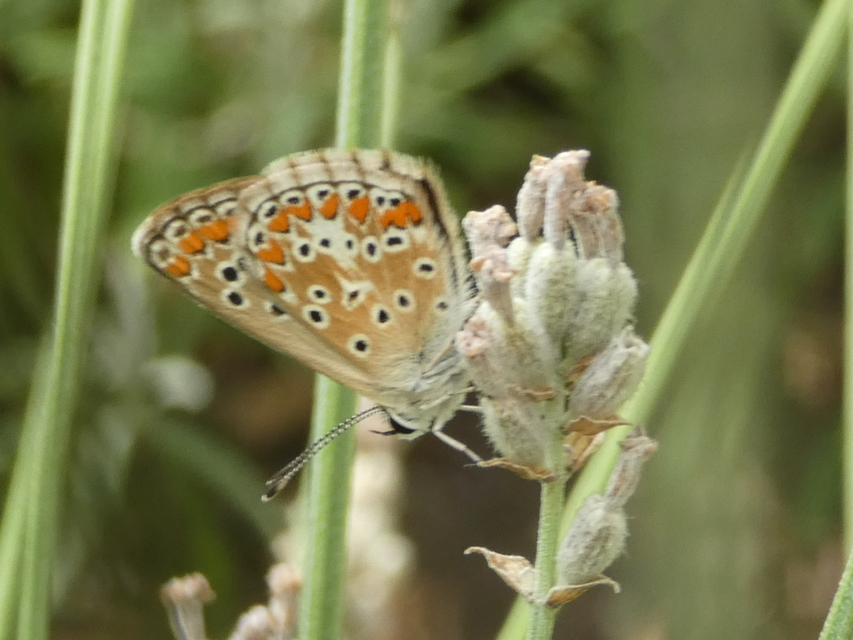 Aricia agestis - szerecsenboglárka
