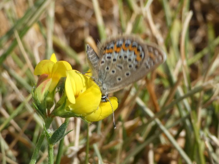Plebejus argus - ezüstös boglárka