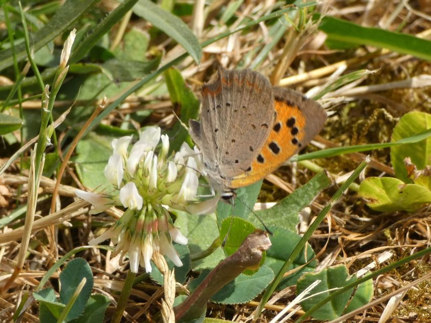 Lycaena phlaeas - közönséges tűzlepke