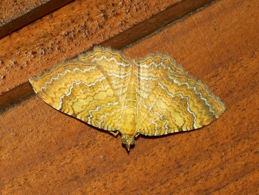 Camptogramma bilineata - kétvonalas sávosaraszoló