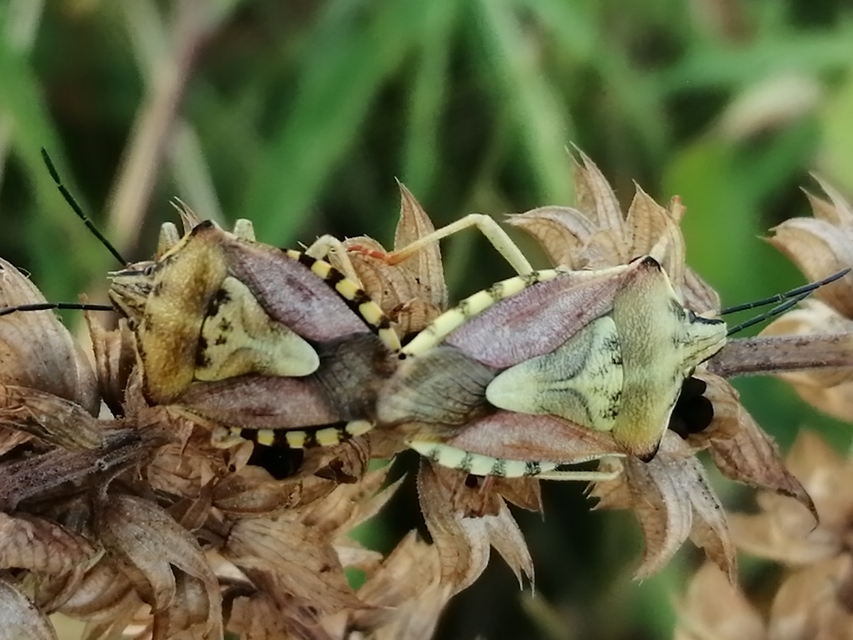 Carpocoris