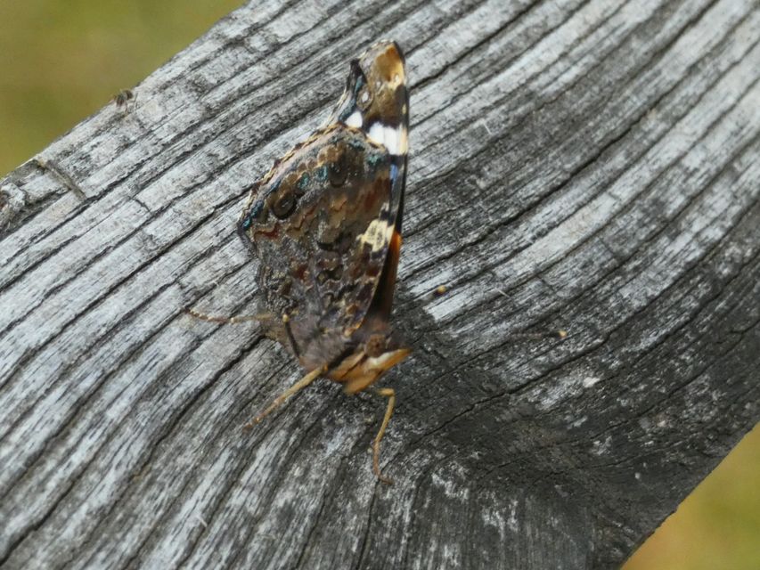Vanessa atalanta - atalantalepke