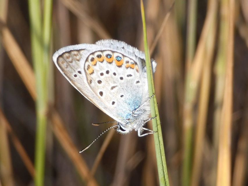 Plebejus argus - ezüstös boglárka
