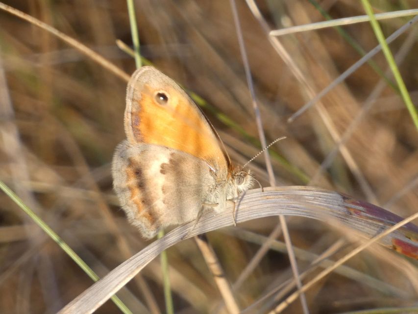 Coenonympha pamphilus - kis szénalepke