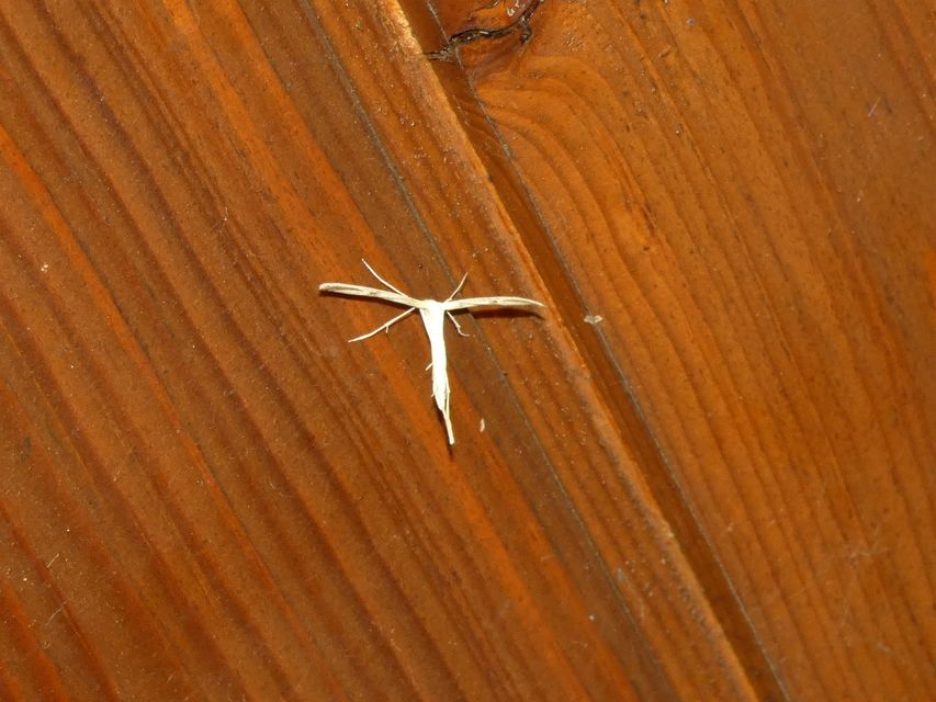 Emmelina monodactyla/argoteles